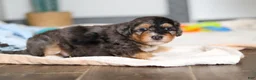 Mini Bernedoodle dogs for sale: Duke - Ad 11