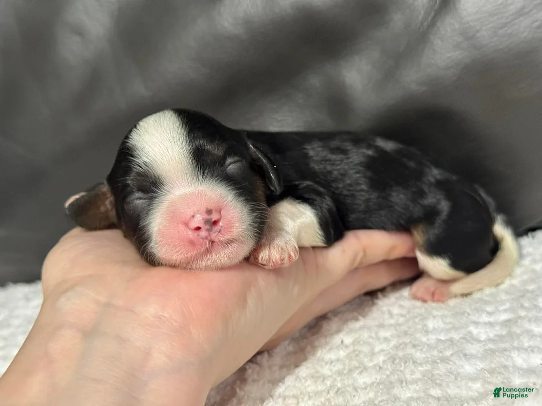 Cavapoo dogs for sale: Minnie - Ad 2