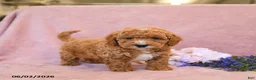 Cavapoo dogs for sale: Ferlin - Ad 4