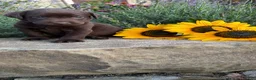 Labrador Retriever dogs for sale: Marigold  - Ad 3