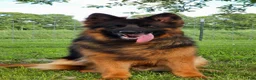 German Shepherd dogs for sale: German Shepherd 1 - Ad 4
