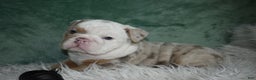 English Bulldog dogs for sale: Crystal  - Ad 11