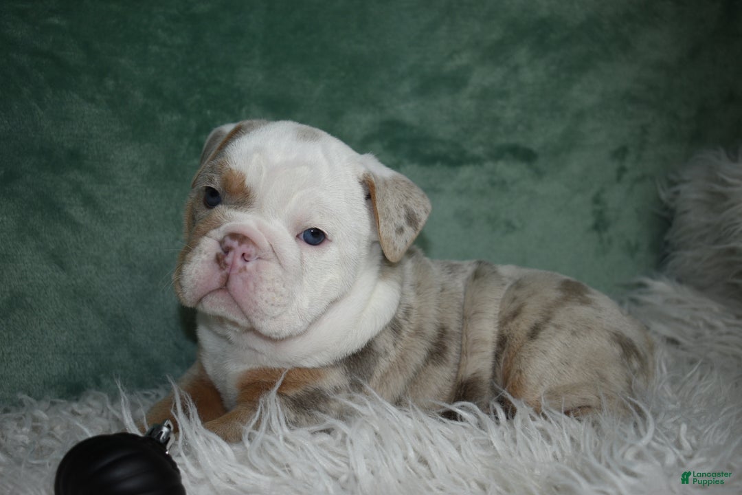 English Bulldog dogs for sale: Crystal  - Ad 11