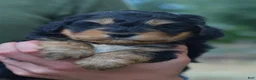 Aussiedoodle dogs for sale: Sweetie  - Ad 3