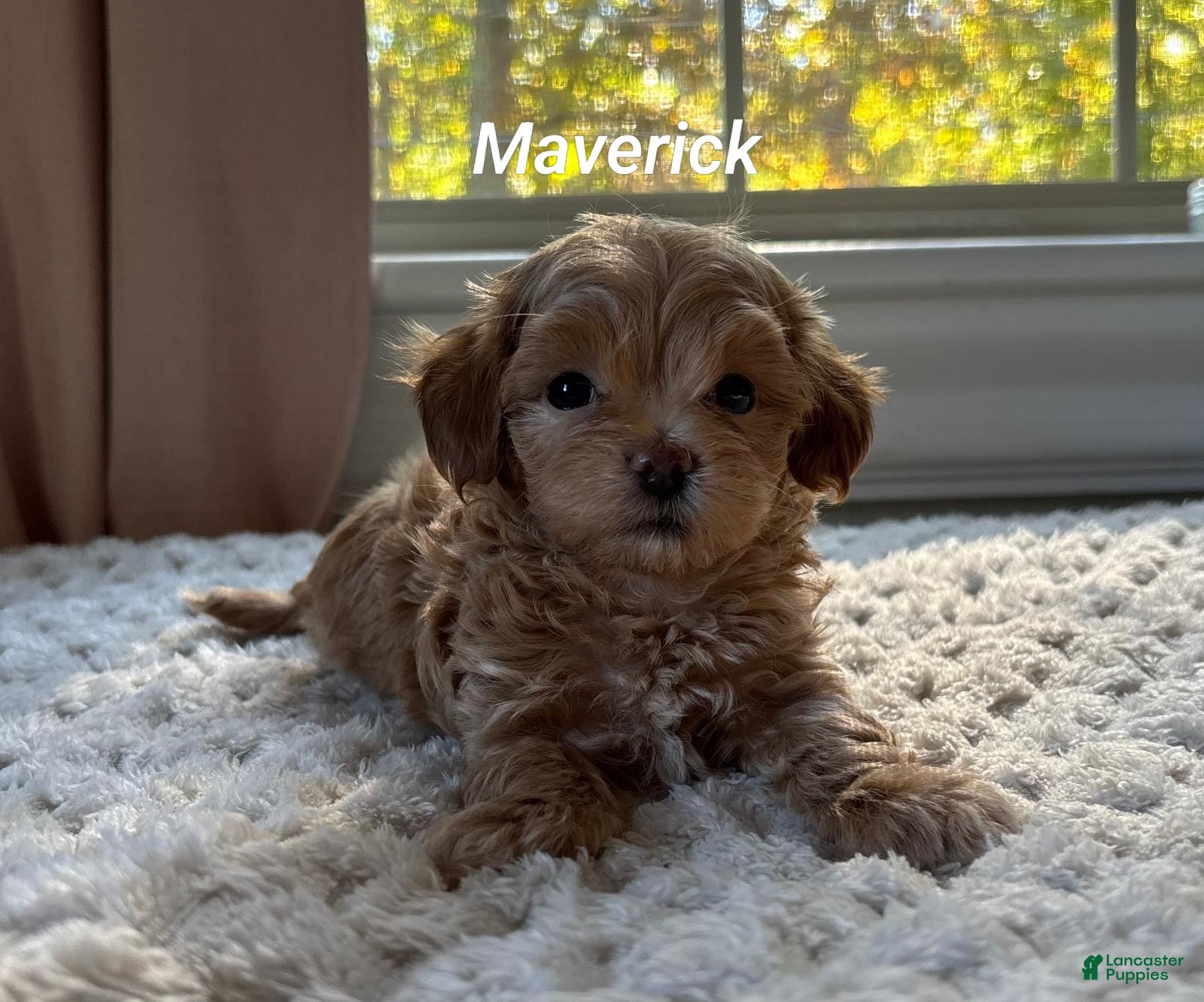 Maltipoo dogs for sale: Maverick  - Ad 1