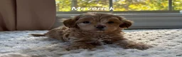 Maltipoo dogs for sale: Maverick  - Ad 1