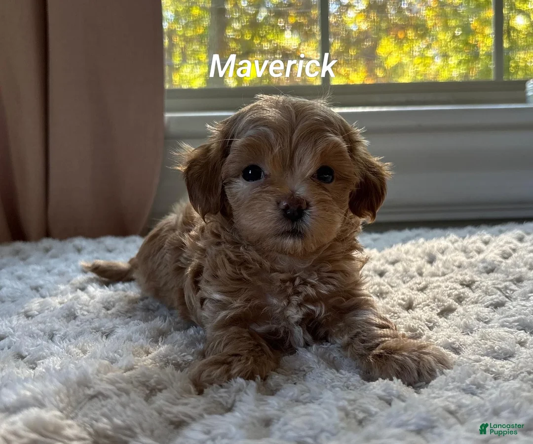 Maltipoo dogs for sale: Maverick  - Ad 1