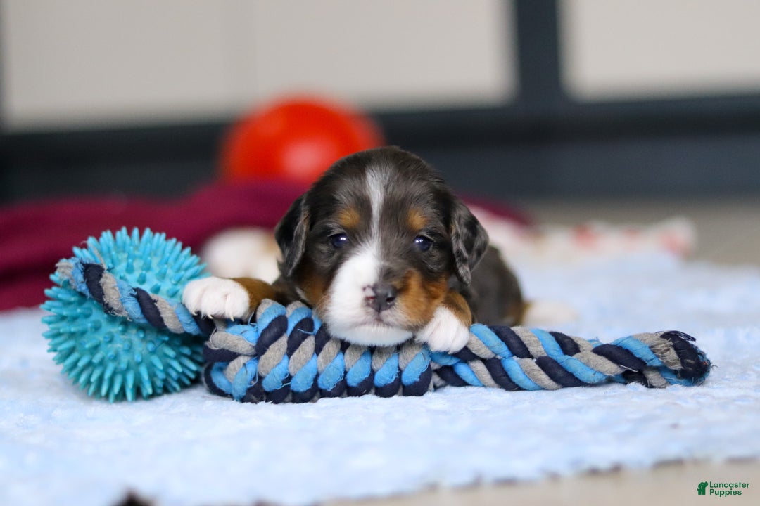 Mini Bernedoodle dogs for sale: Dakota — Male — $2499 - Ad 3
