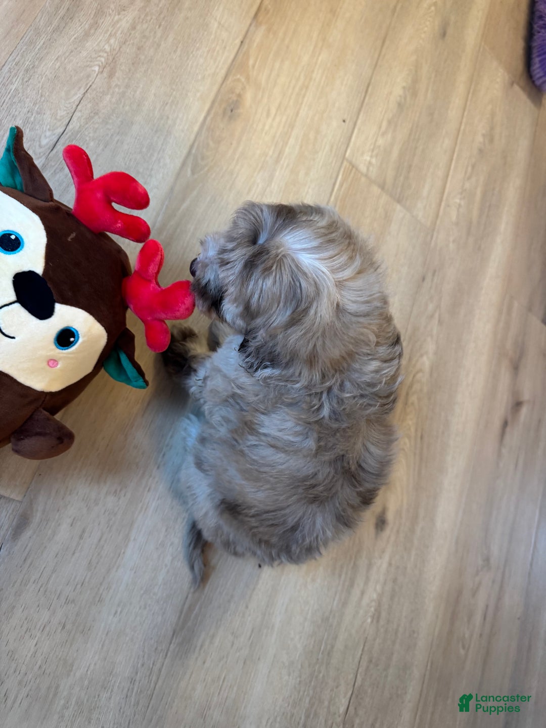 Mini Goldendoodle dogs for sale: Daisy - Ad 5