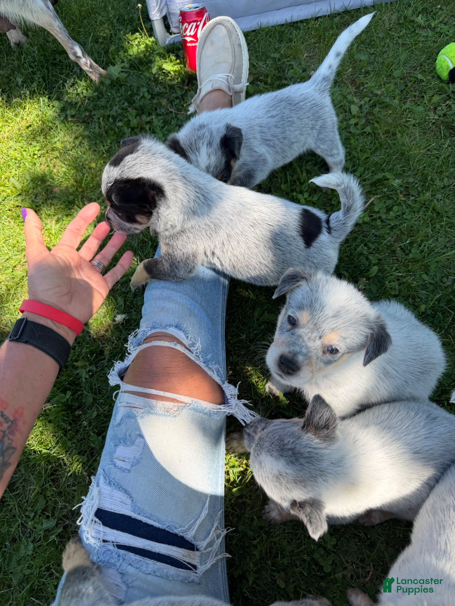 Australian Cattle Dog dogs Australian Cattle Dog Puppy 2 - Ad 3
