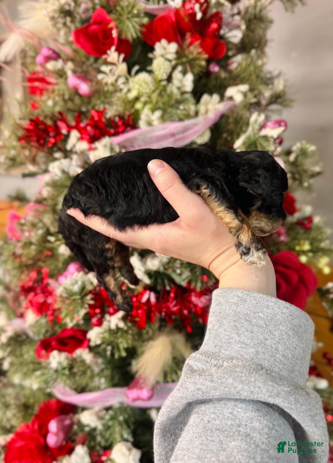 Cockapoo dogs for sale: Cockapoo Puppy 3 - Ad 4