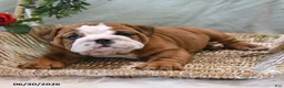 English Bulldog dogs for sale: Buster - Ad 4