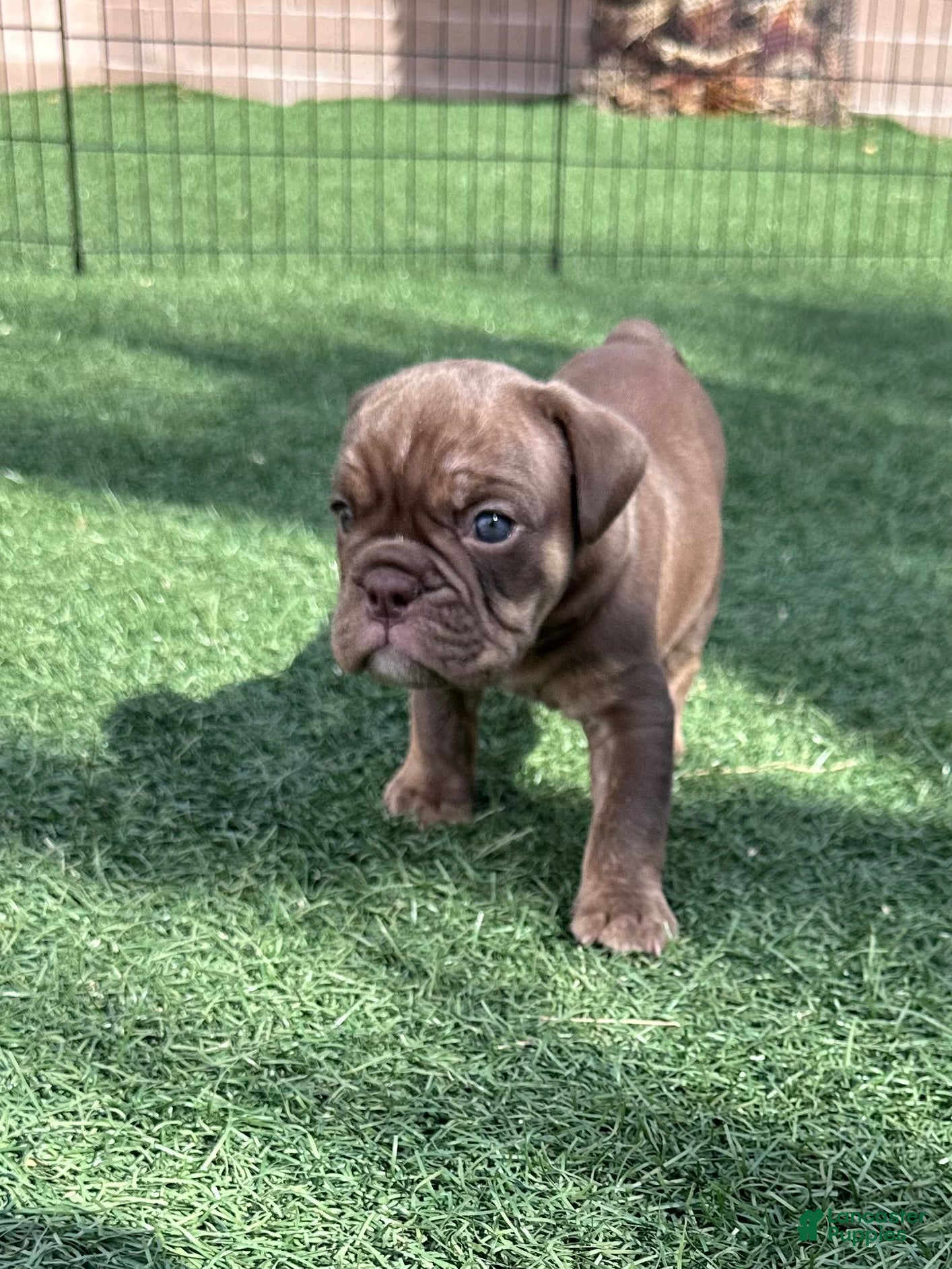 English Bulldog dogs Poseidon - Ad 1