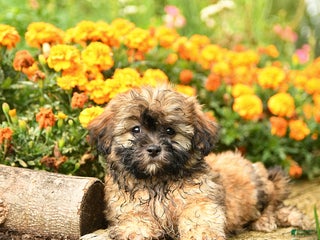 Teddy Bear dogs - Ad 25