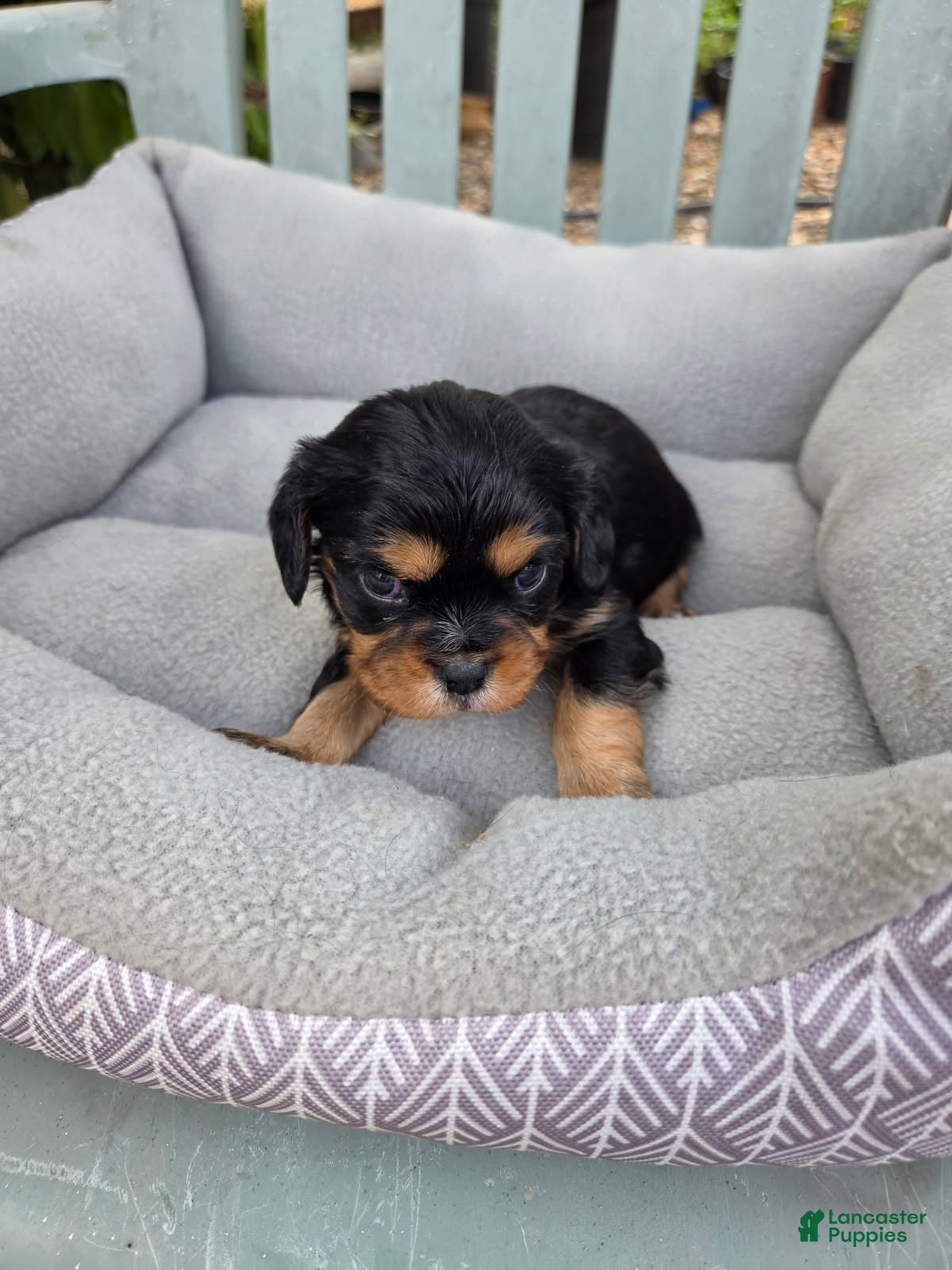 Cavalier King Charles Spaniel dogs Cavalier King Charles Spaniel 1 - Ad 12