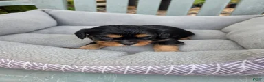 Cavalier King Charles Spaniel 1