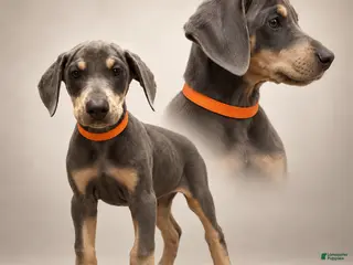 Doberman Pinscher dogs Doberman Pinscher 2 - Ad 29