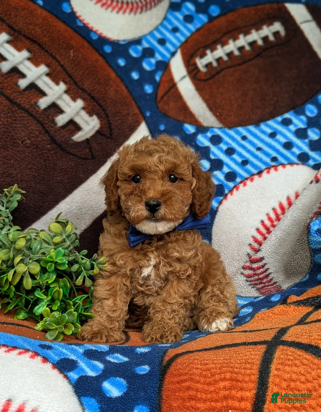 Miniature Poodle dogs for sale: Scoobie - Ad 2
