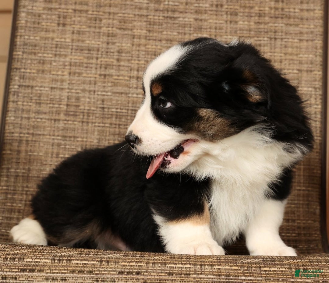 Miniature Australian Shepherd dogs for sale: Rocky - Ad 9