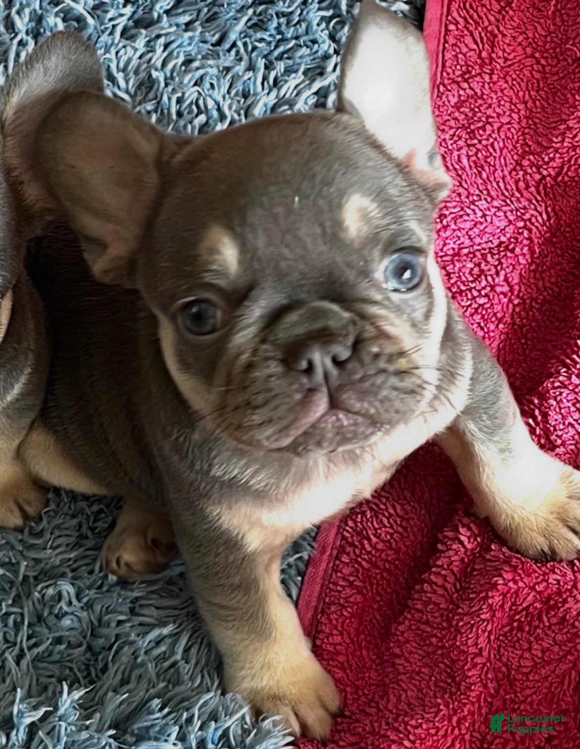 French Bulldog dogs  Bulldog 1 Reggie - Ad 2