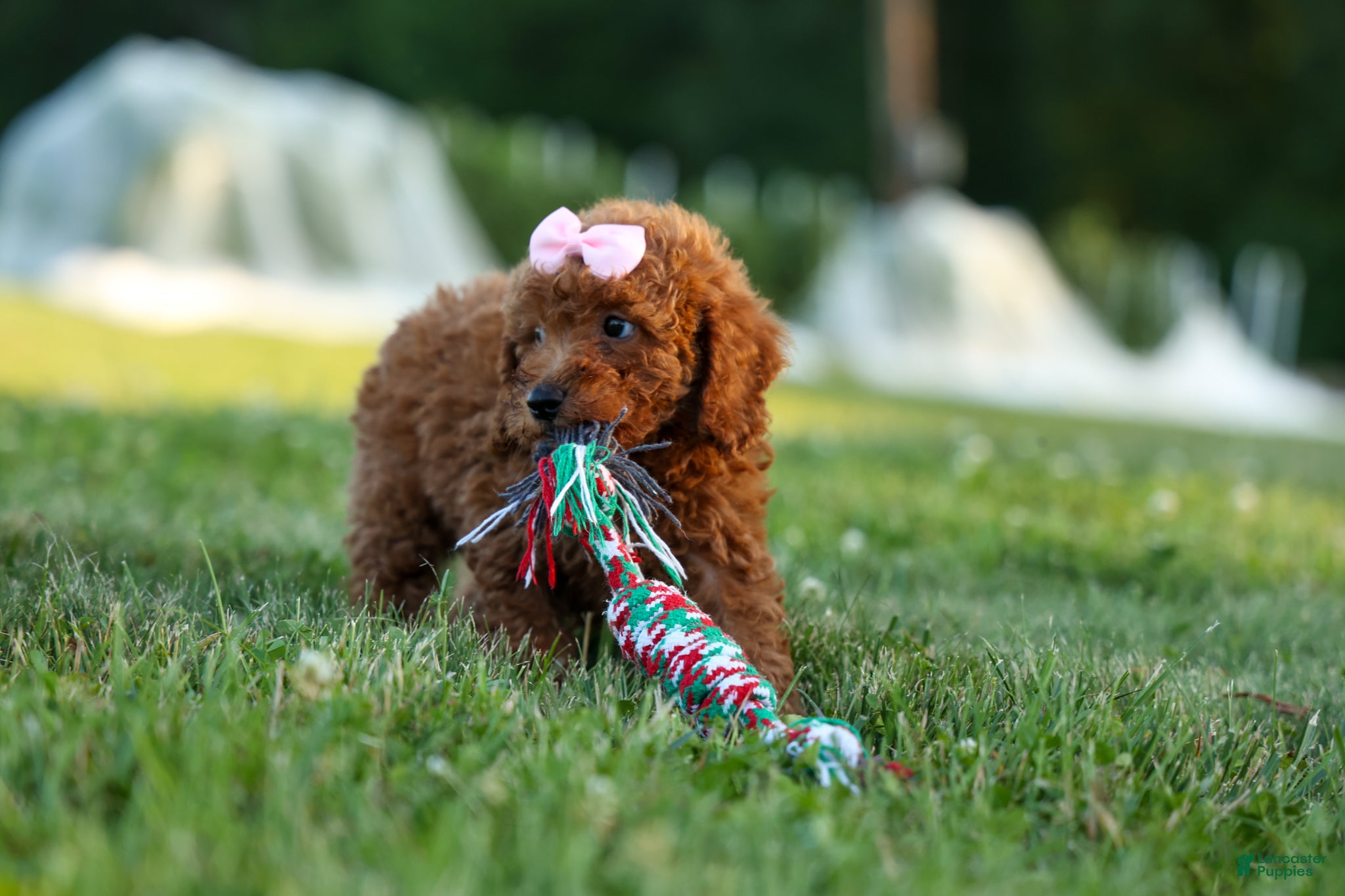 Miniature Poodle dogs  Dixie 🎀🐶 - Ad 2