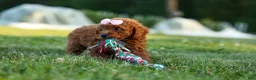 Miniature Poodle dogs for sale:  Dixie 🎀🐶 - Ad 2