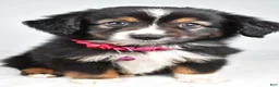 Miniature Australian Shepherd dogs for sale: Vanessa - Ad 8