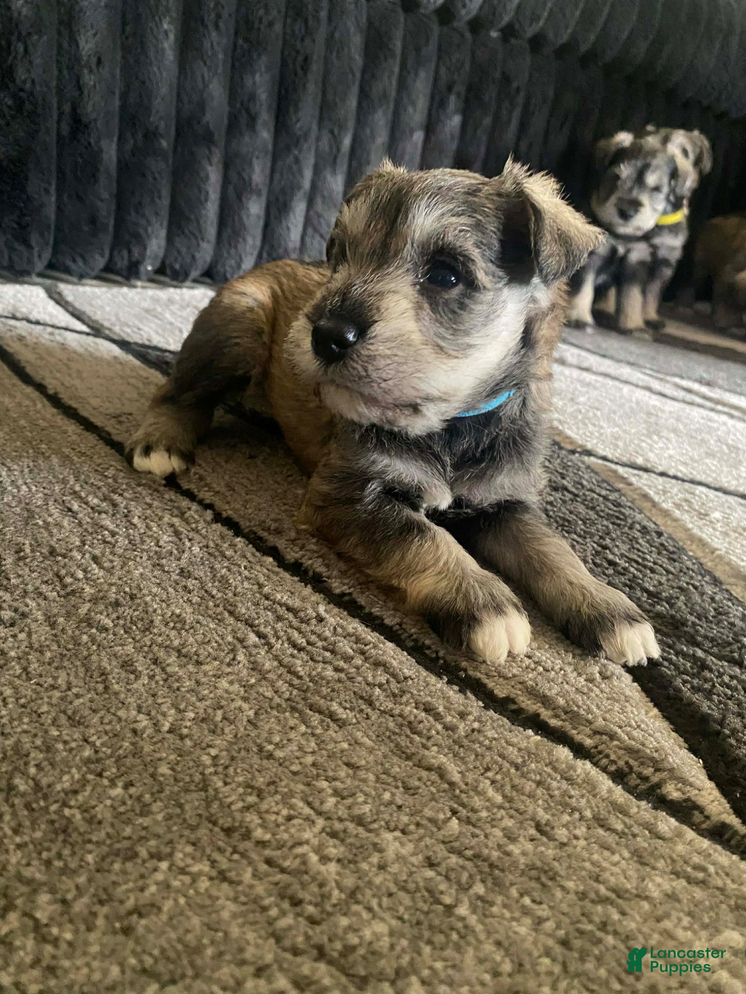 Miniature Schnauzer dogs Miniature Schnauzer Puppy 1 - Ad 31