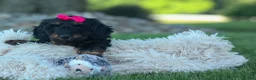 Miniature Dachshund dogs for sale: Honey 🐾❤️ - Ad 4