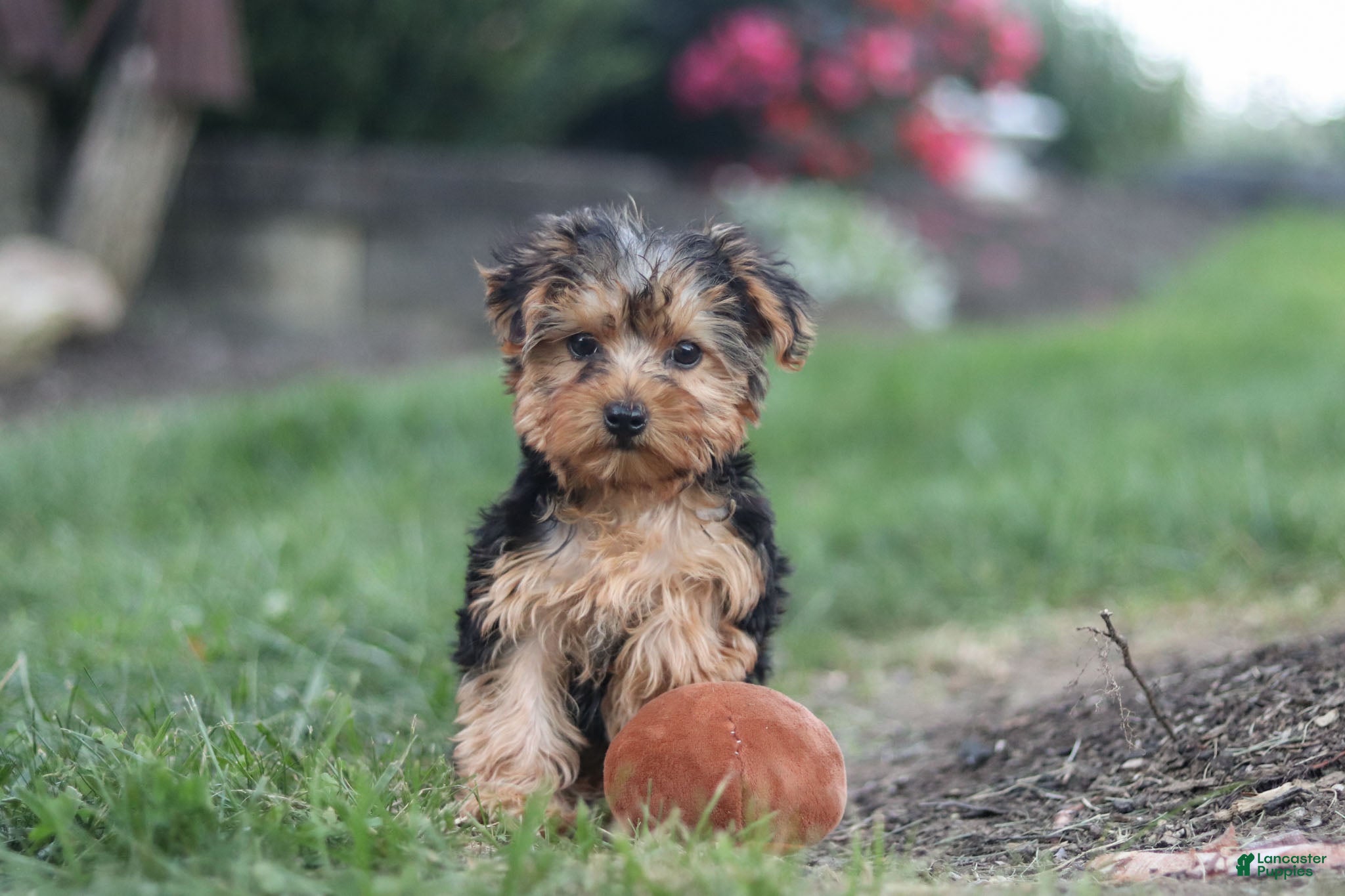 Yorkiepoo dogs Beckham - Ad 1