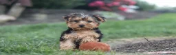 Yorkiepoo dogs for sale: Beckham - Ad 1