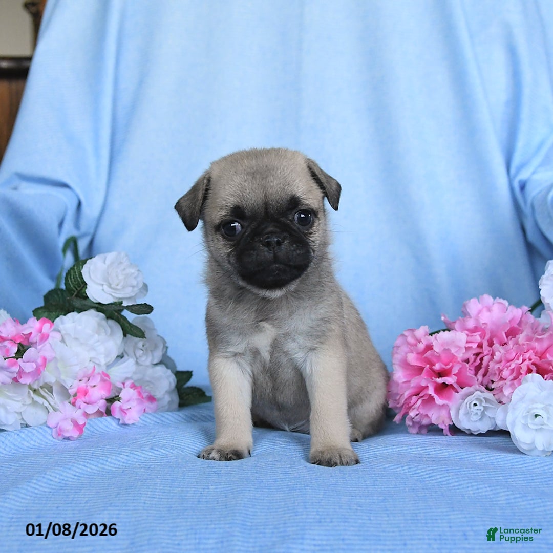Pug dogs for sale: Tammy - Ad 5