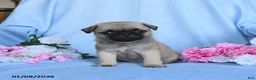 Pug dogs for sale: Tammy - Ad 5