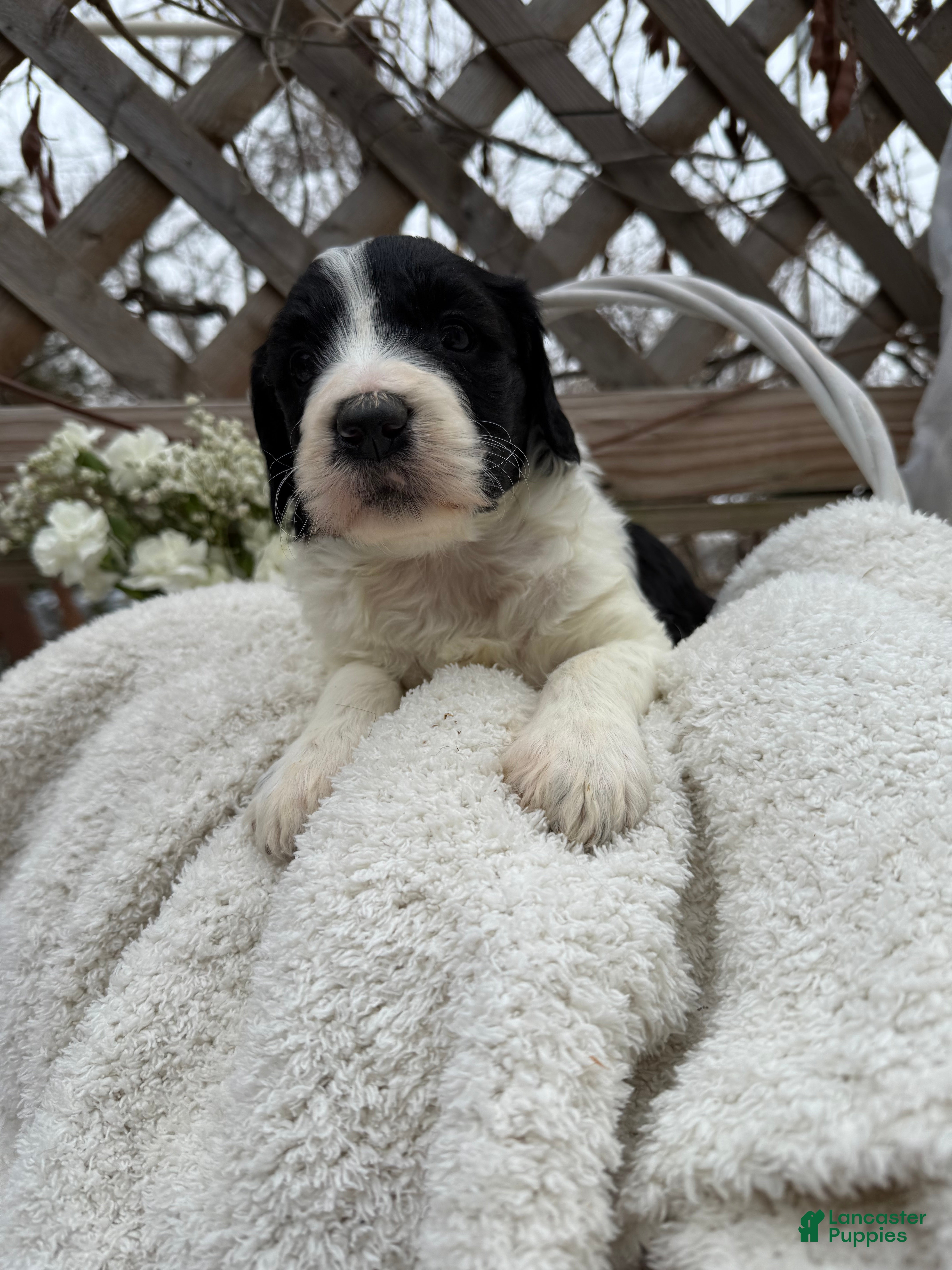 Goldendoodle dogs Cookie - Ad 2