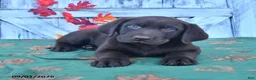 Labrador Retriever dogs for sale: Murphey - Ad 1