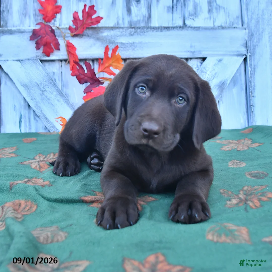 Labrador Retriever dogs for sale: Murphey - Ad 1