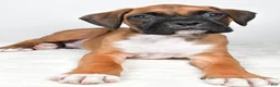 Boxer dogs for sale: Danny - Ad 8