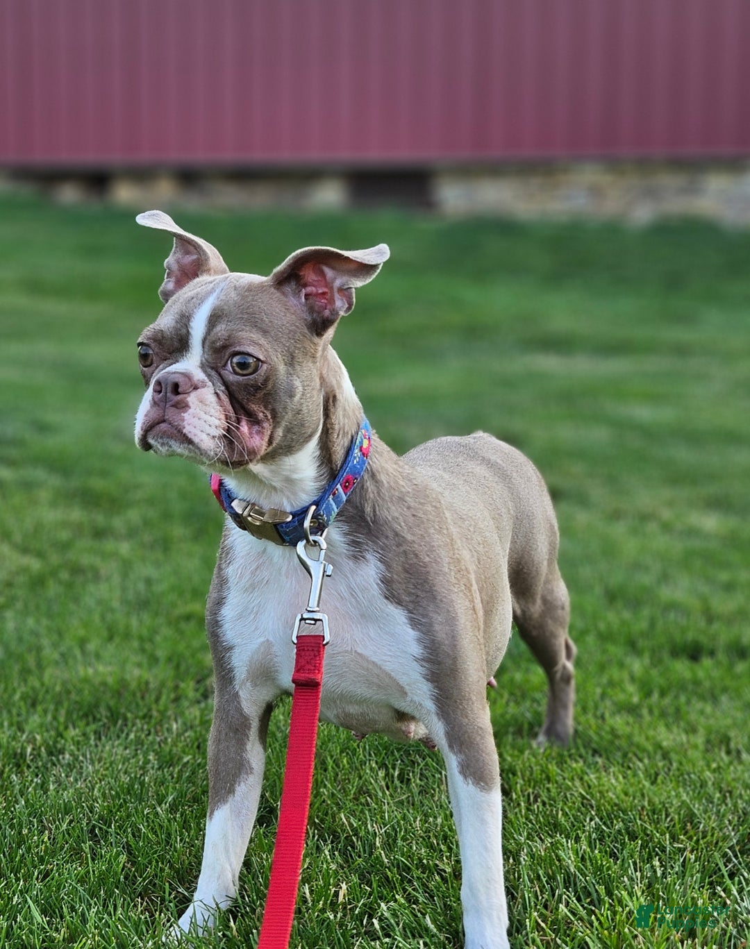 Frenchton dogs for sale: Bella  - Ad 28