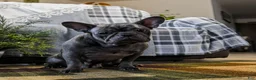 French Bulldog dogs for sale: Cruise  - Ad 6