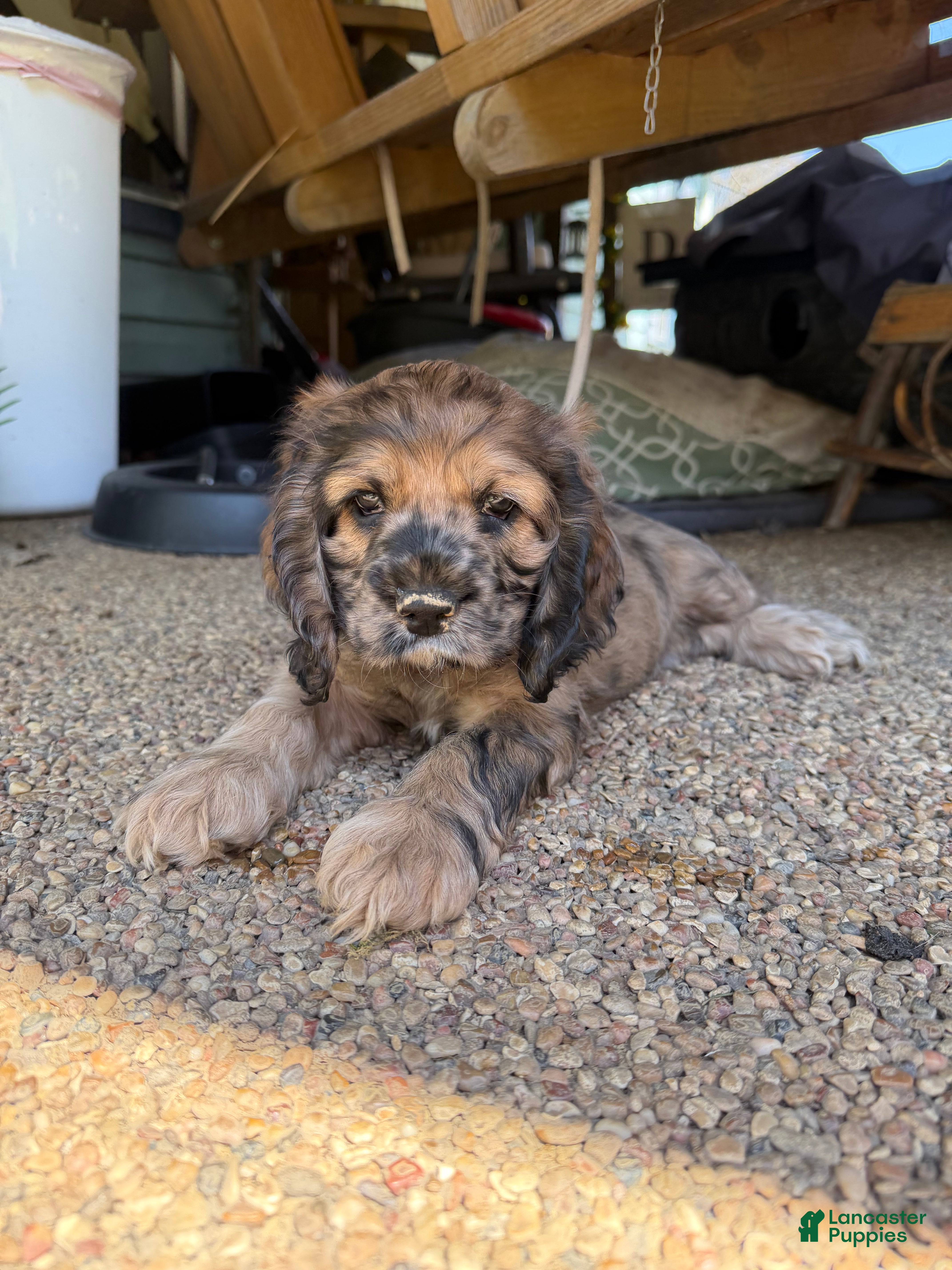 Cocker Spaniel dogs Artemis (Artie) - Ad 2