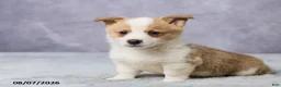 Welsh Corgi Pembroke dogs for sale: Andy - Ad 2
