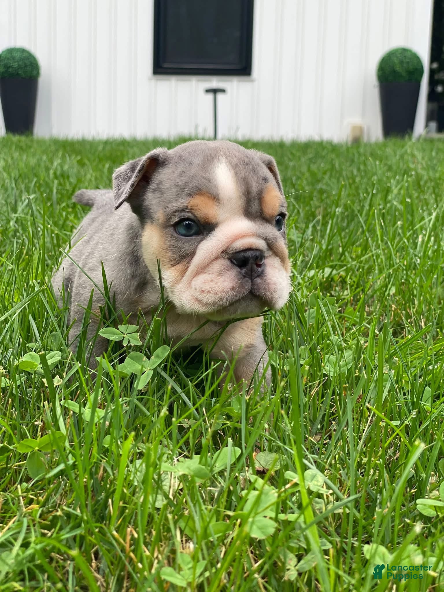 English Bulldog dogs Nicky - Ad 5