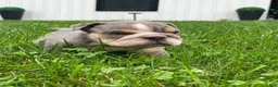 English Bulldog dogs for sale: Nicky - Ad 9