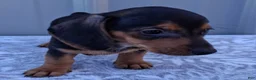 Miniature Dachshund dogs for sale: Eliza - Ad 1