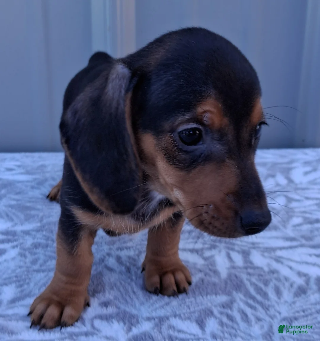 Miniature Dachshund dogs for sale: Eliza - Ad 1