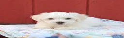 Maltese dogs for sale: Nick  - Ad 3