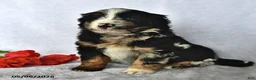 Mixed Breed dogs for sale: Drew - Ad 4
