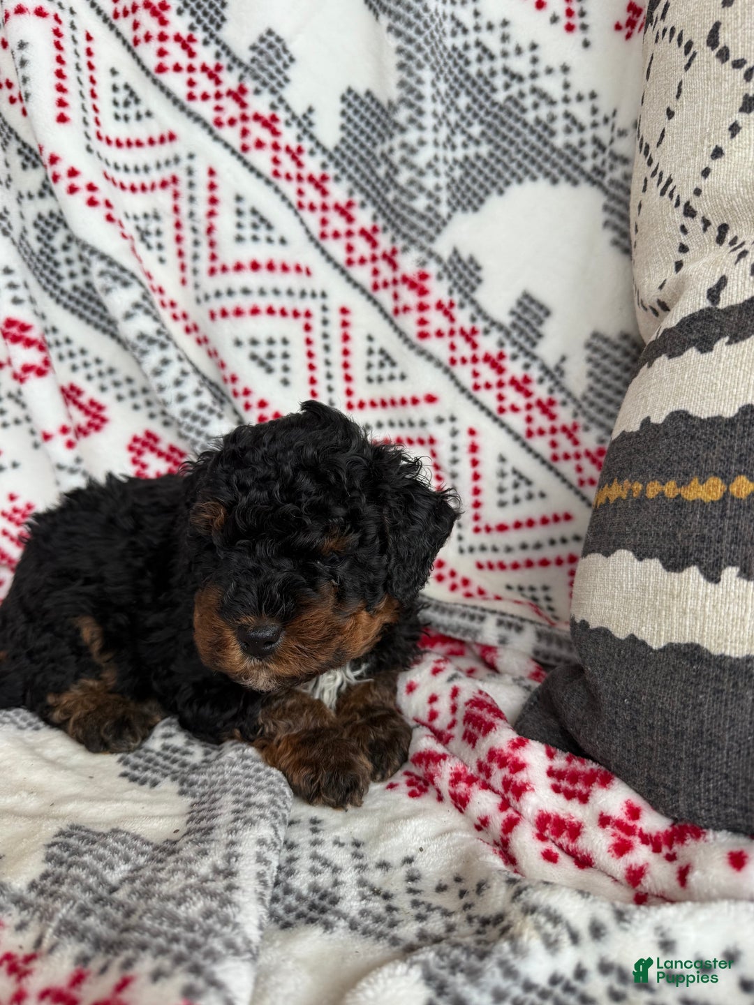 Mini Bernedoodle dogs for sale: Chance - Ad 6