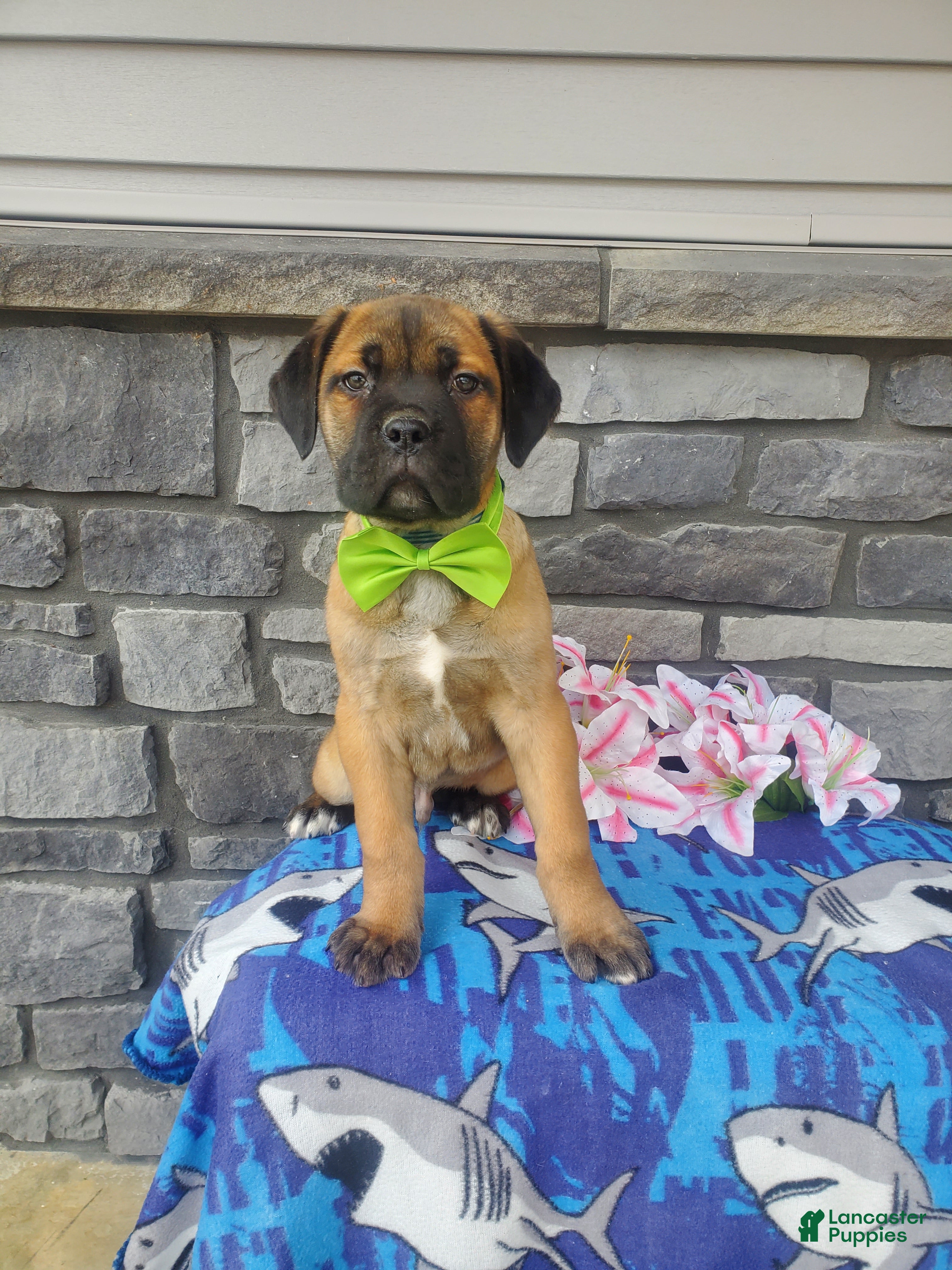 Cane Corso dogs Cane Corso Puppy 1 - Ad 1