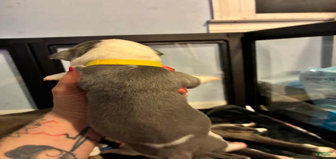 Gallery Image {{count}}